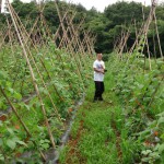 高原花豆栽培