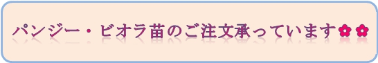 画像：マルチグループより　パンジー・ビオラ苗のご注文承っています✿✿